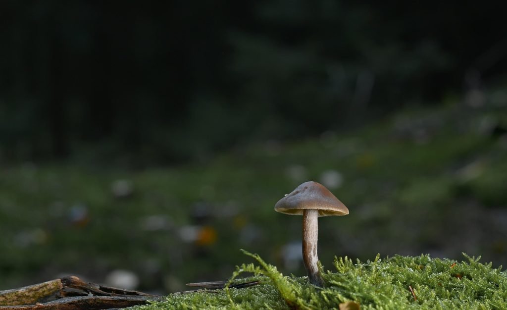 découvrez les enjeux du stress fongique, ses causes et ses impacts sur la santé des plantes. apprenez comment prévenir et gérer efficacement ce phénomène pour garantir des cultures florissantes.