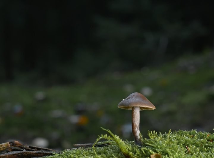 découvrez les enjeux du stress fongique, ses causes et ses impacts sur la santé des plantes. apprenez comment prévenir et gérer efficacement ce phénomène pour garantir des cultures florissantes.