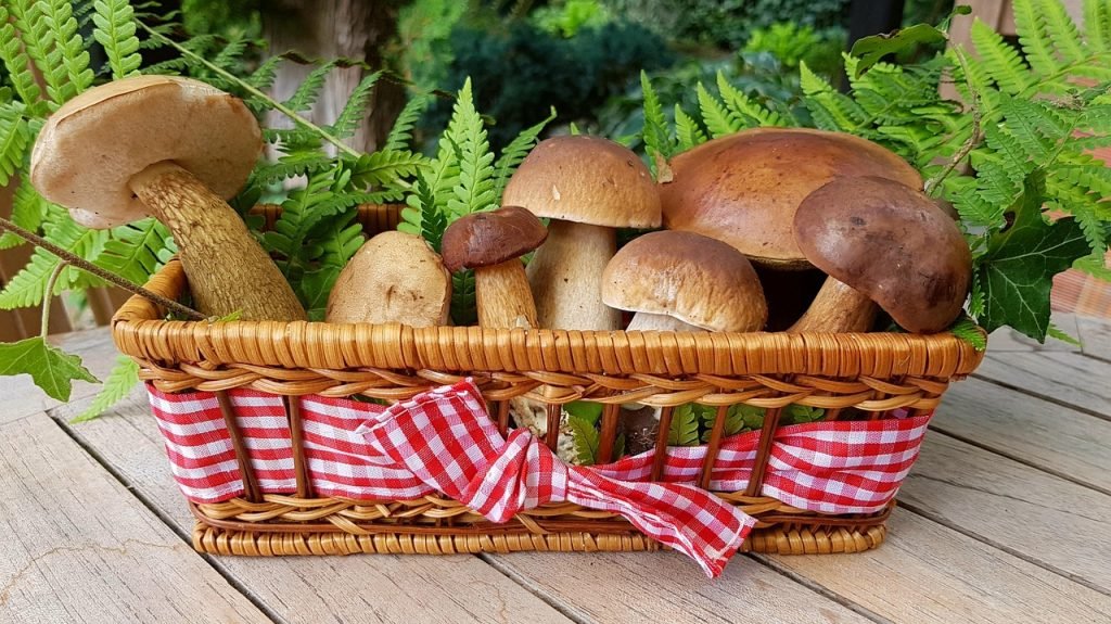 découvrez les champignons adaptogènes, des trésors de la nature qui aident à équilibrer votre corps et à réduire le stress. apprenez comment ces puissants alliés botaniques peuvent améliorer votre bien-être et stimuler votre énergie au quotidien.