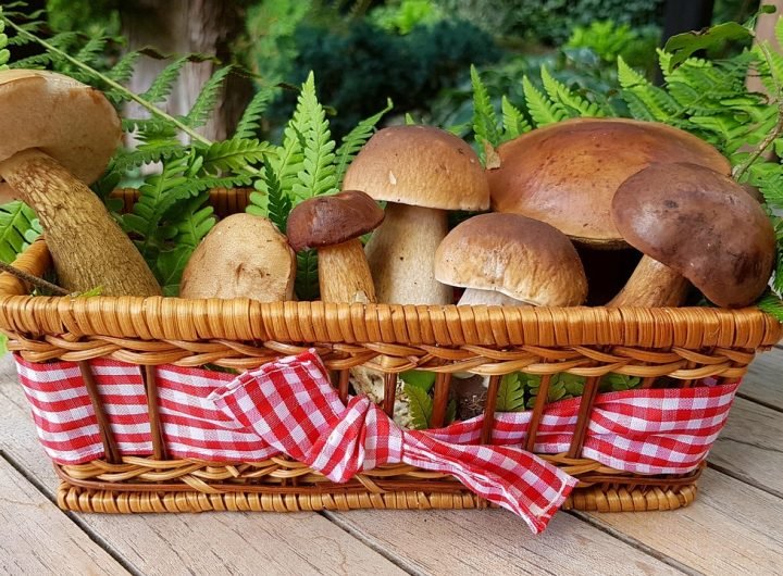 découvrez les champignons adaptogènes, des trésors de la nature qui aident à équilibrer votre corps et à réduire le stress. apprenez comment ces puissants alliés botaniques peuvent améliorer votre bien-être et stimuler votre énergie au quotidien.