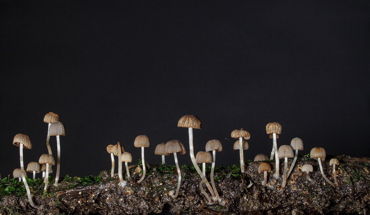 découvrez les bienfaits des champignons adaptogènes, des super-aliments qui aident à équilibrer le corps et à réduire le stress. apprenez comment ces champignons puissants peuvent soutenir votre santé et améliorer votre bien-être au quotidien.