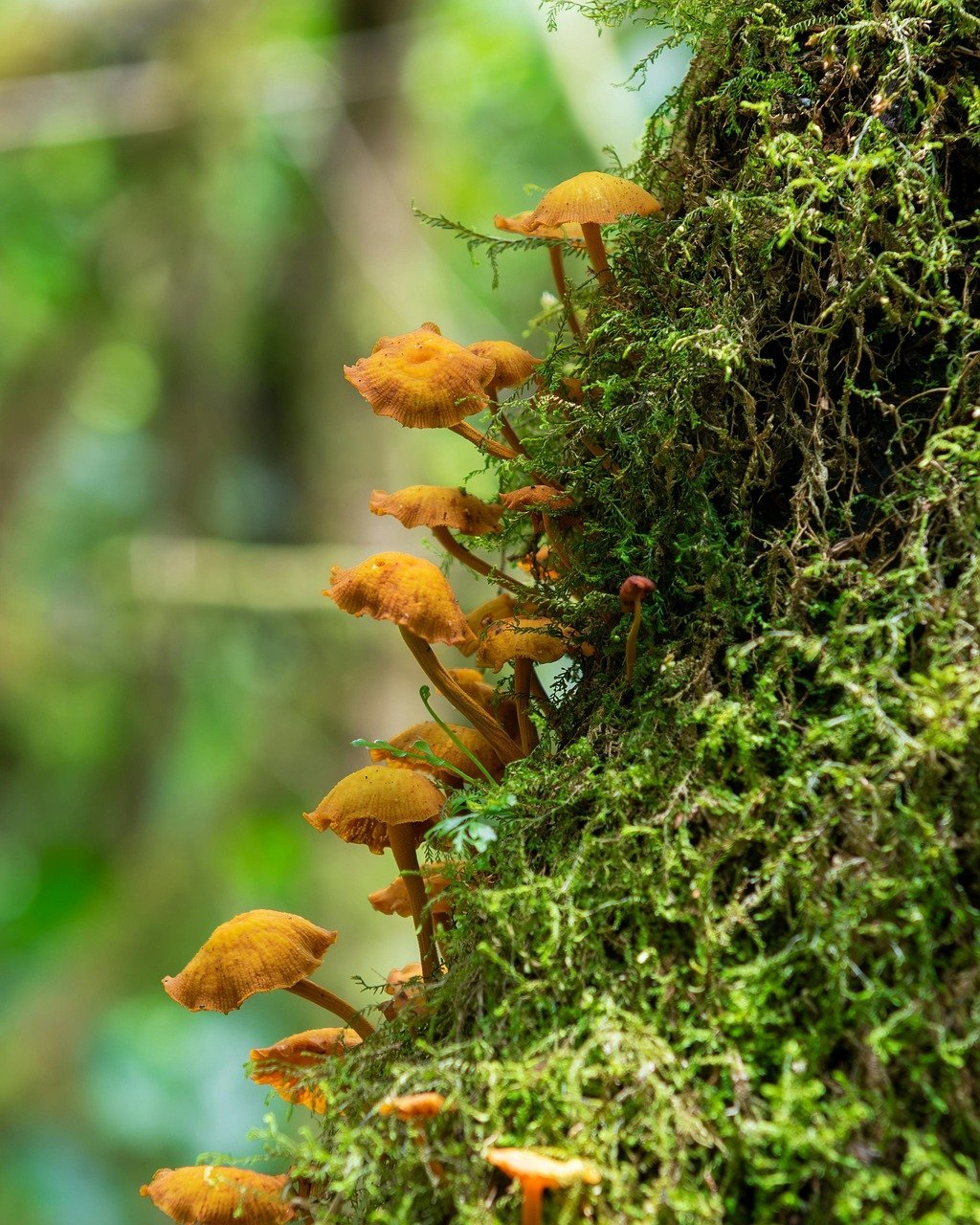 découvrez les champignons adaptogènes, des trésors naturels qui favorisent l'équilibre et le bien-être. apprenez comment ces champignons uniques peuvent soutenir votre santé physique et mentale en réduisant le stress et en améliorant la vitalité.